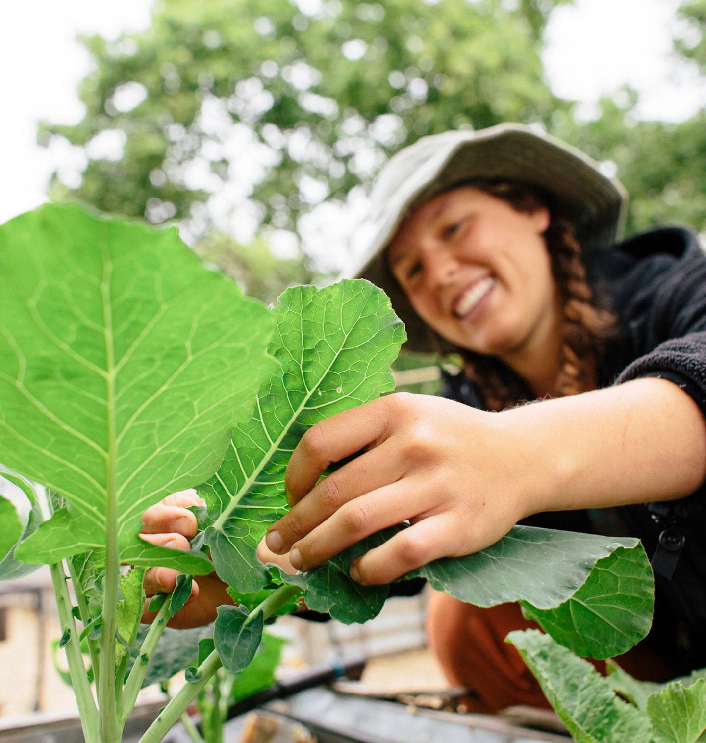 Large green leaves of a plant growing with a person in the background looking at the leaves.