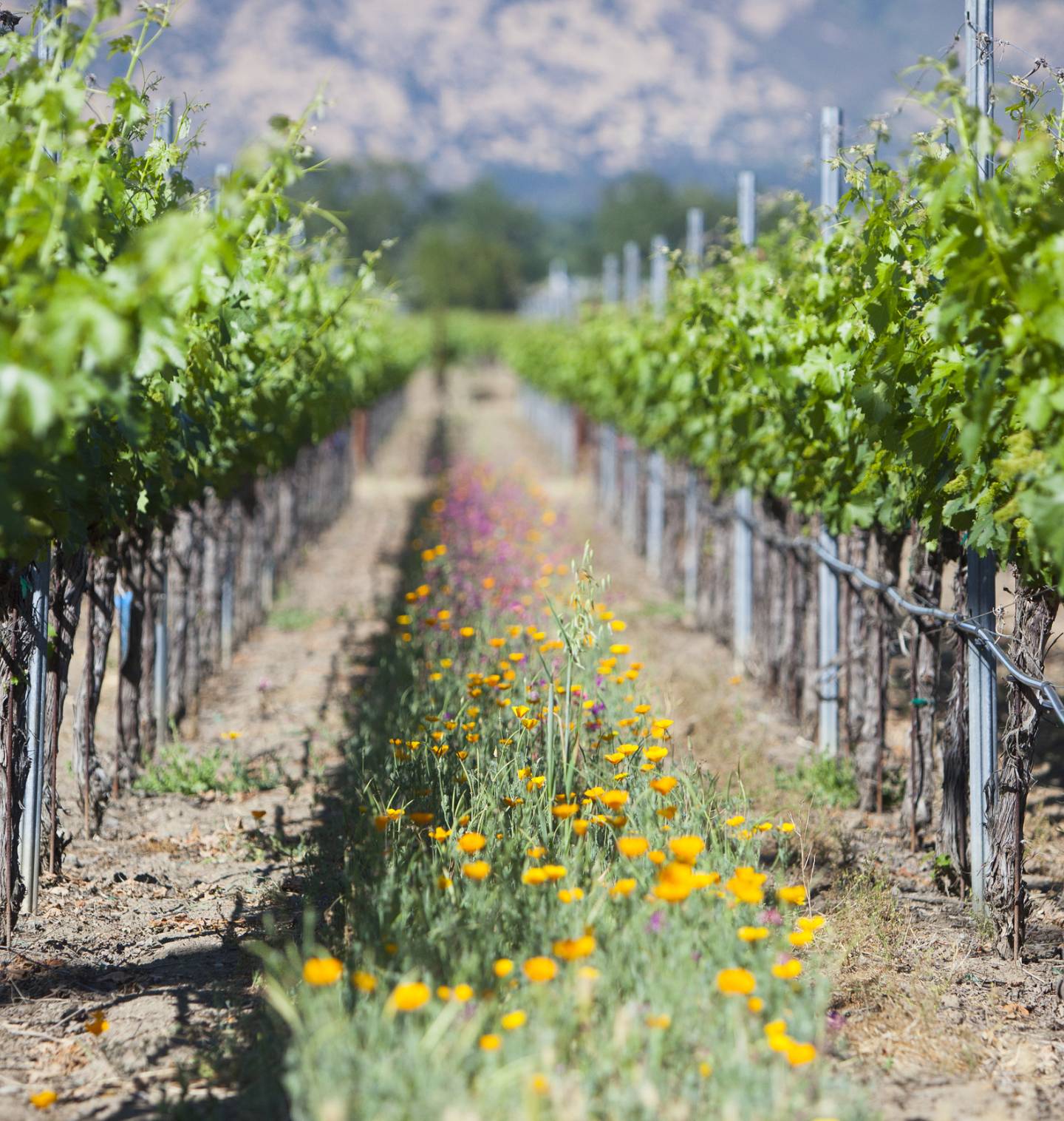 View of a vineyard with wildflowers in the middle of the row