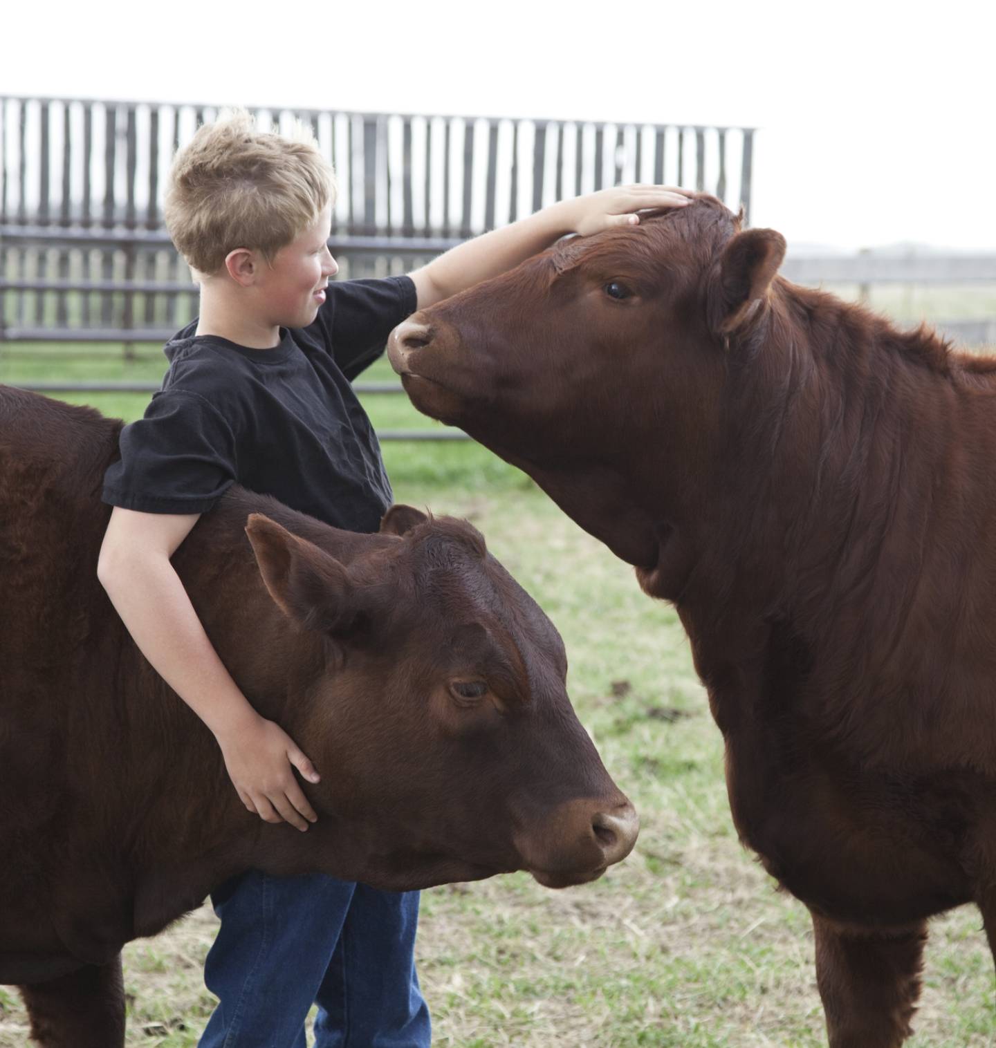 A young blonde boy has his right arm around one brown calf while petting another whose head is raised to his hand