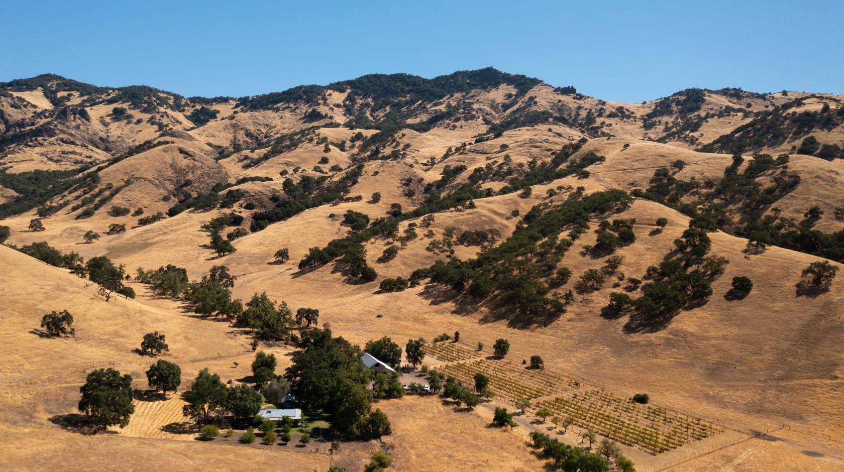 Inland California foothills covered with dry grass and blue oak trees