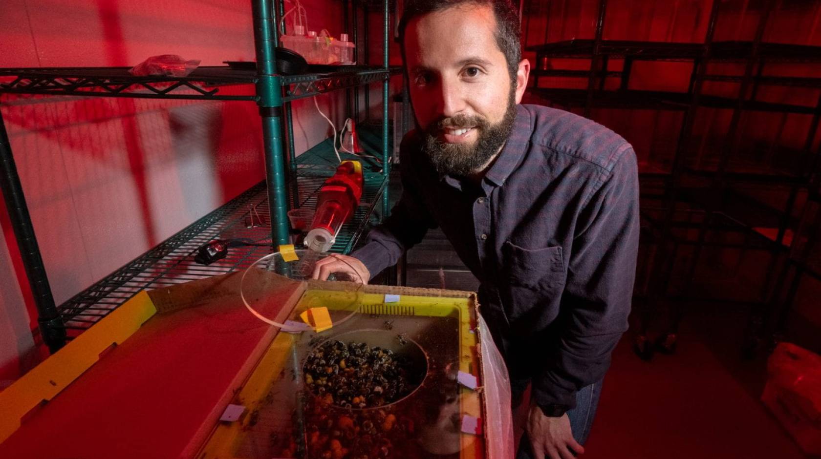 Biologist in a bumblebee research lab