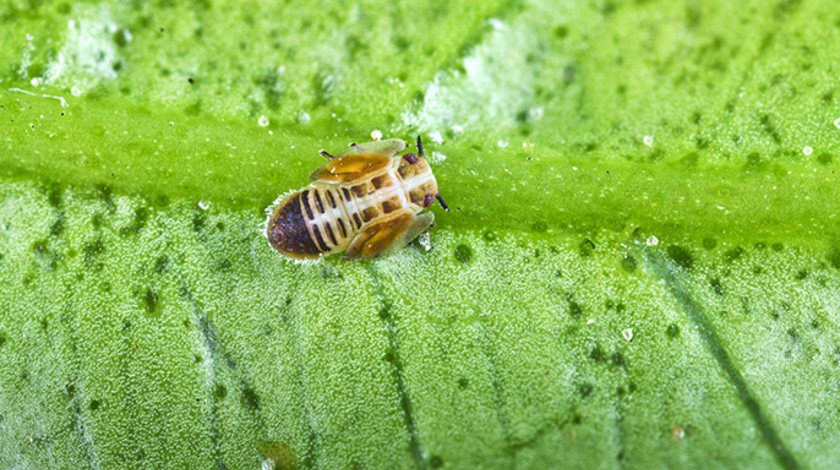 An Asian citrus psyllid nymph.