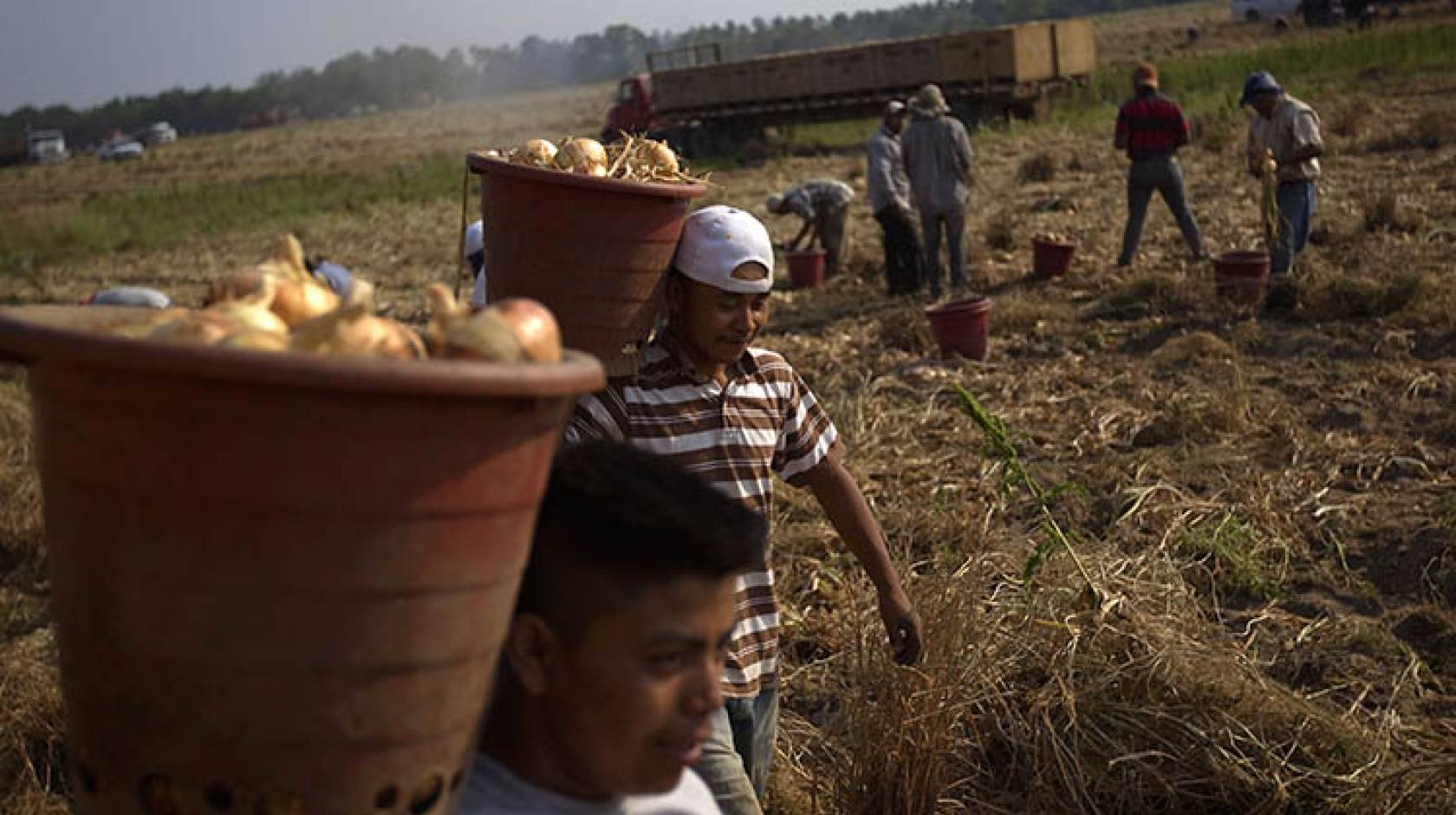 Farmworkers in a field in Georgia