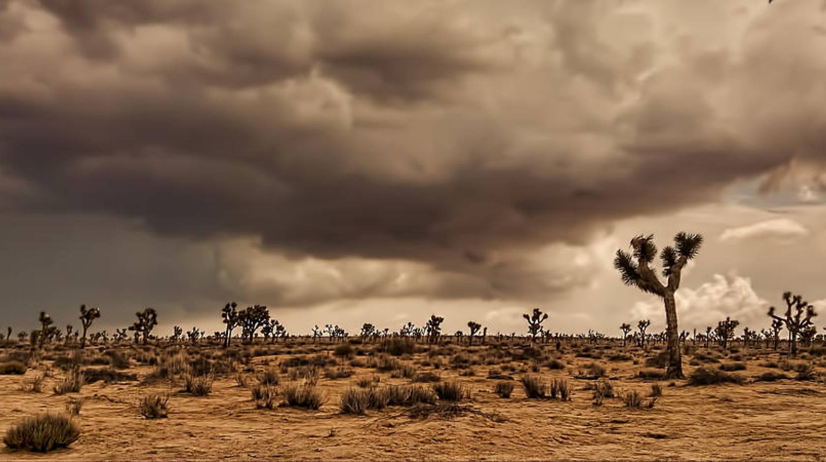 desert landscape