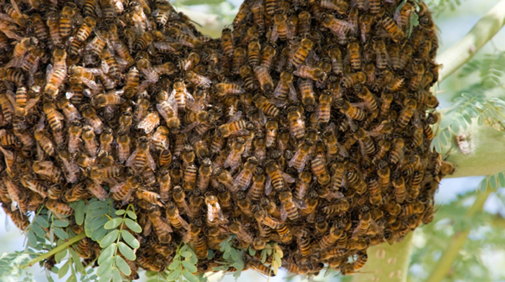 A desert hive of Africanized honey bees.