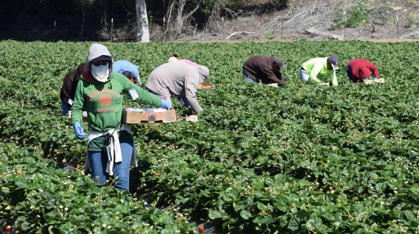 Agricultural workers in Salinas