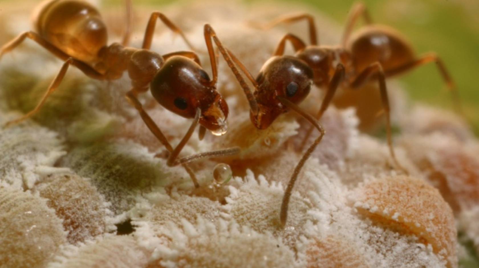 argentine ants
