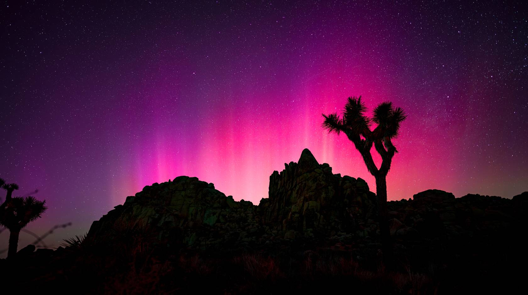 Aurora borealis visible as a bright pink color over a Joshua tree in Joshua Tree National Park. Photo by Erik Jepsen