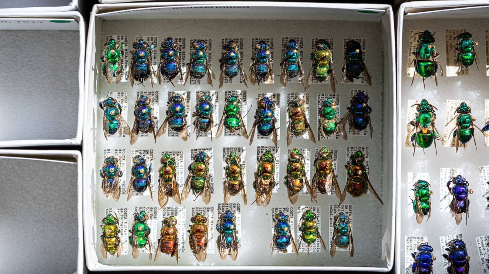 A box full of colorful bug exoskeletons