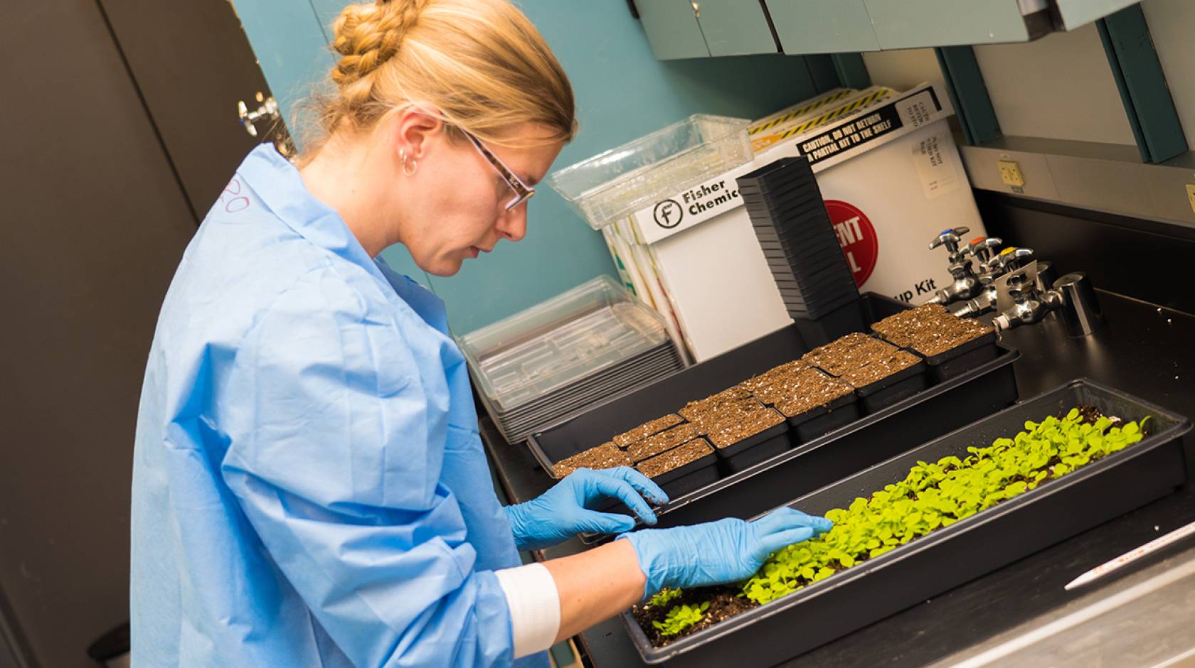 Veronique Beiss prepares a tray of plants to produce cowpea mosaic virus nanoparticles. 