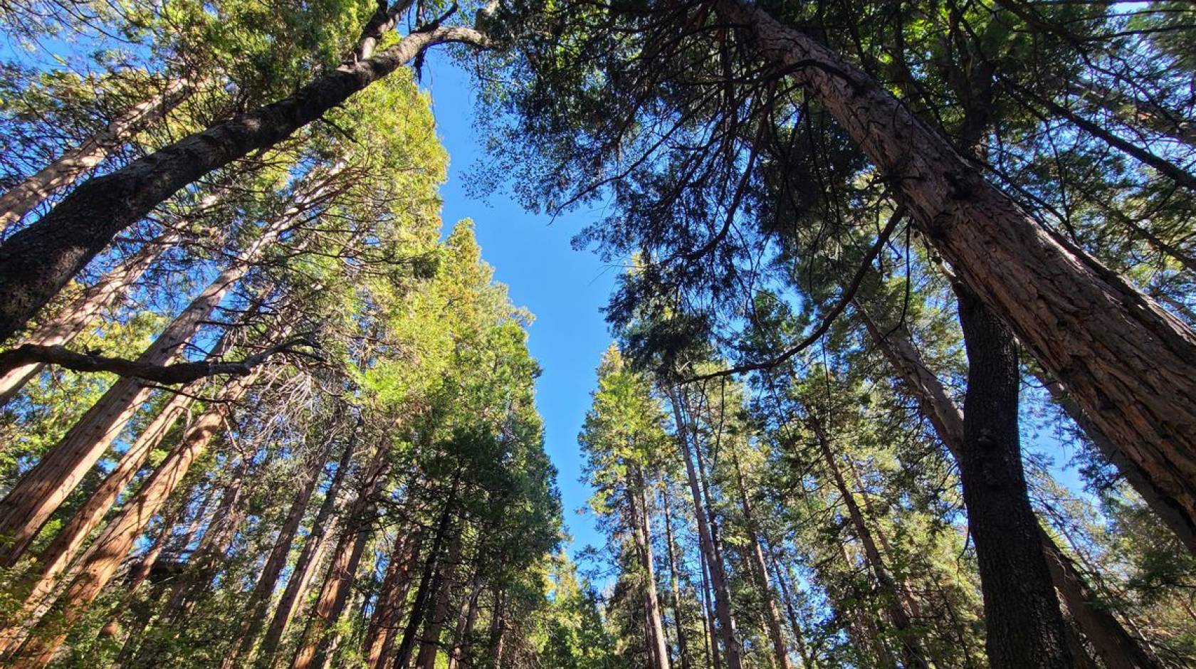 Looking up into a forest canopy against a blue sky