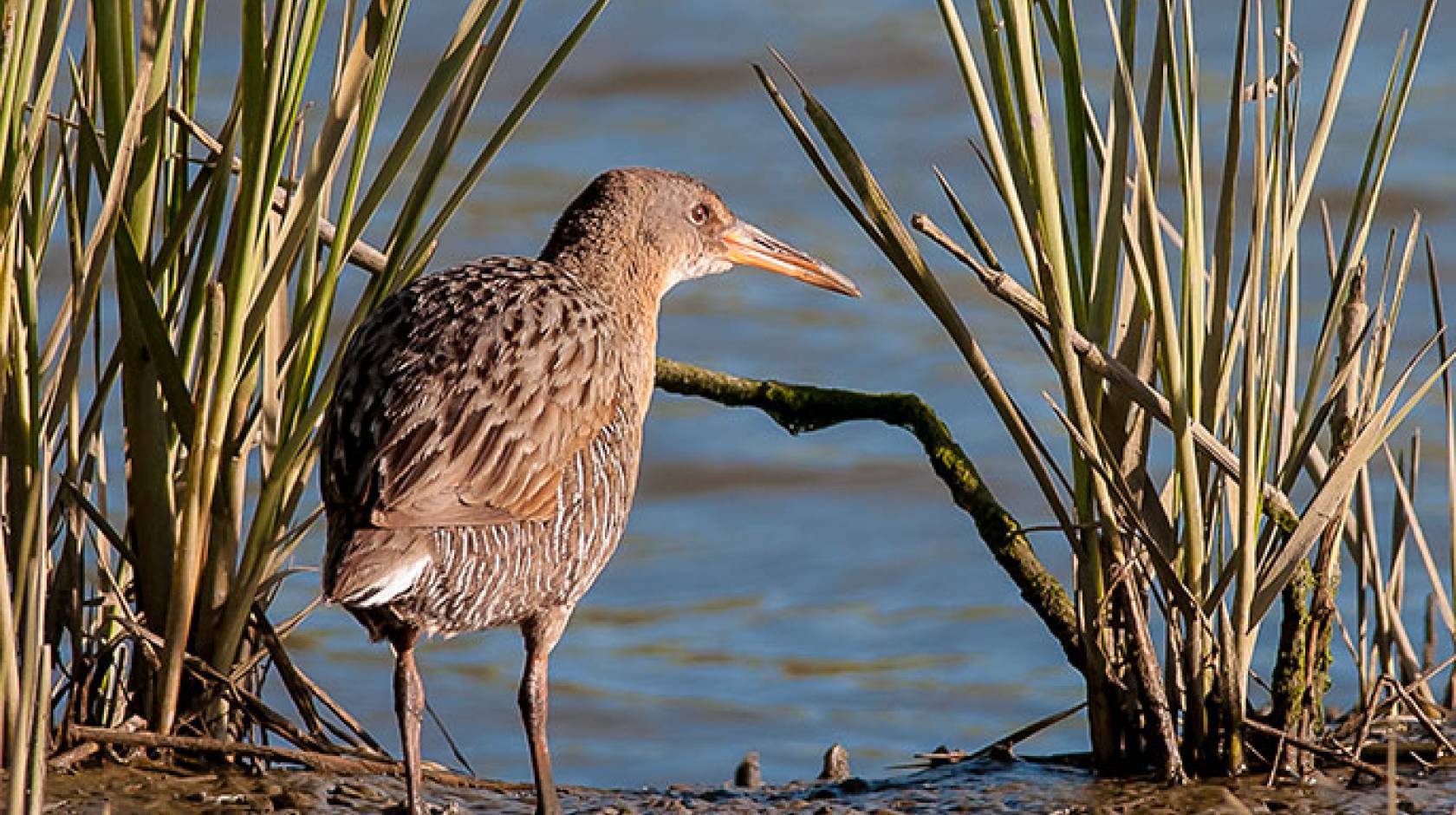 clapper rail