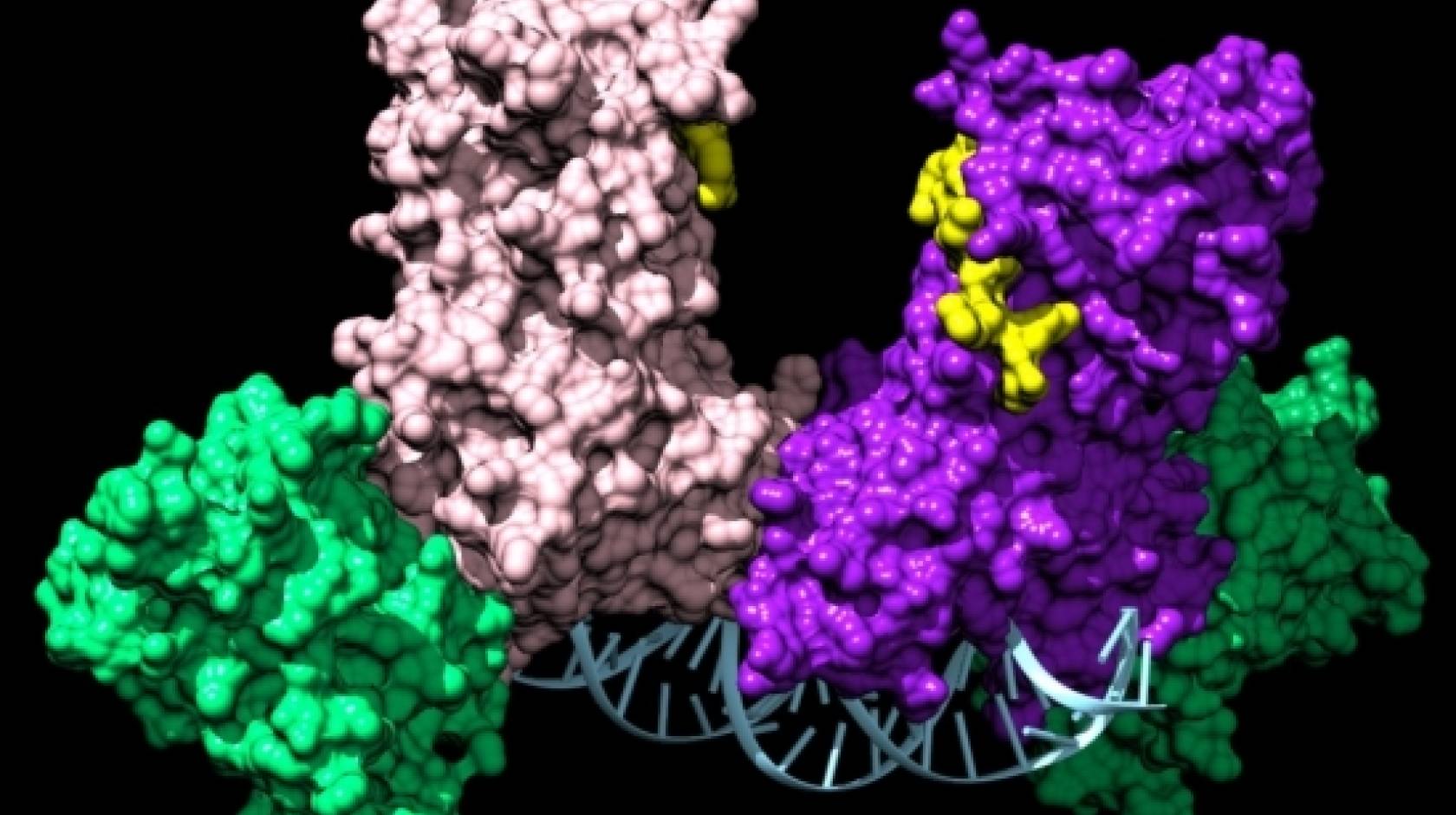 Illustration of a pair of DNMT3A enzymes joining two auxiliary proteins (green) to form a four-part complex