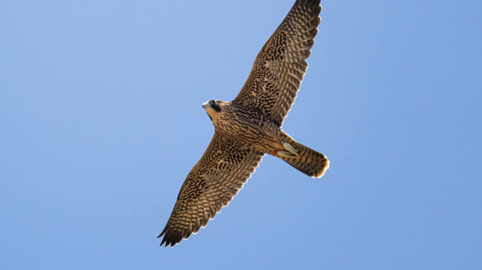 Fauci, a young peregrin falcon, takes flight