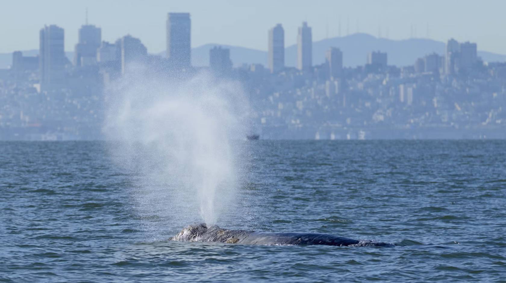 A gray whale at the surface spouts with the San Francisco skyline in the background