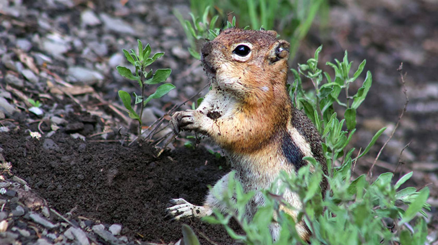 A golden-mantled ground squirrel