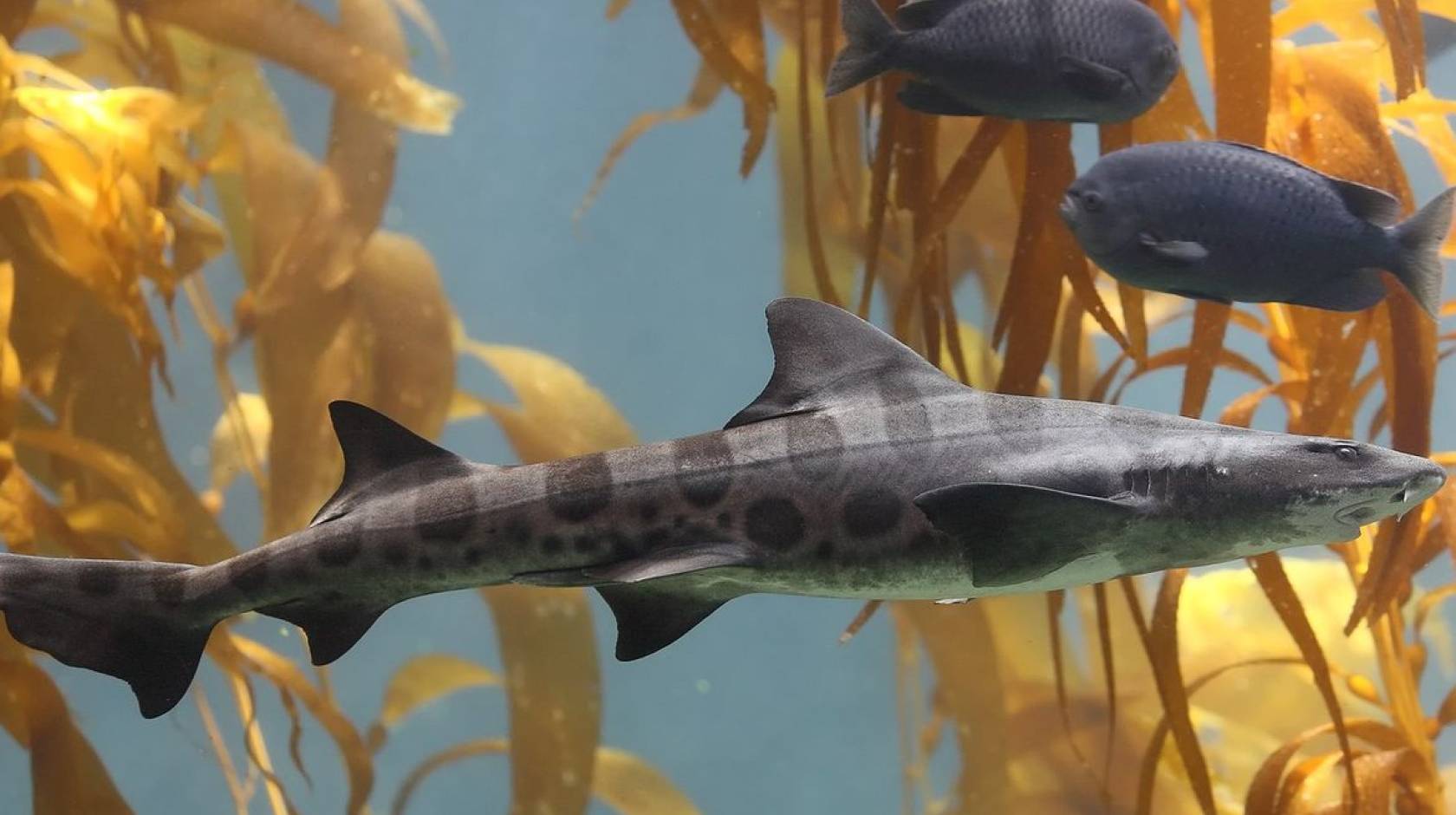 Leopard shark swimming through kelp