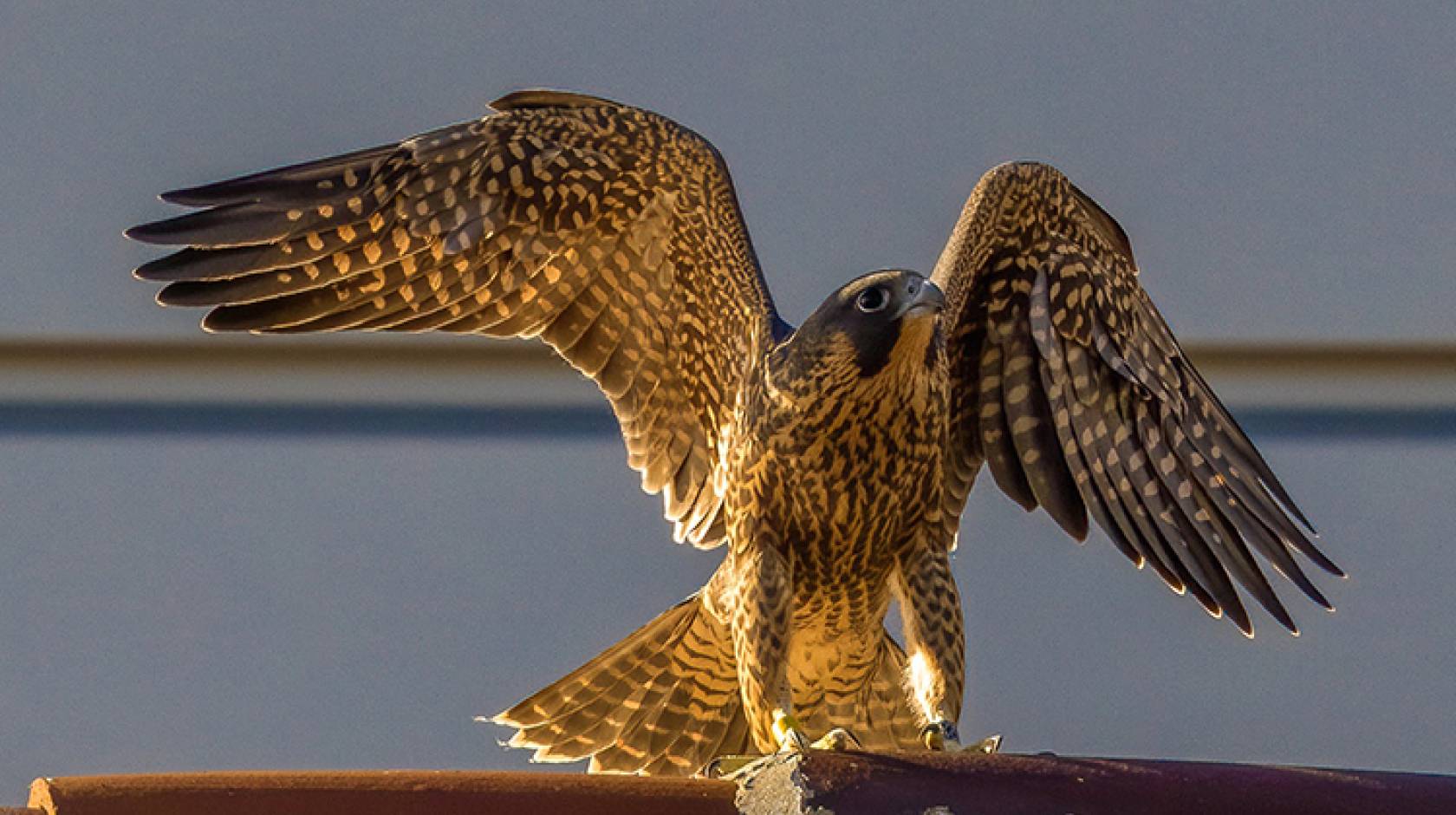 A fledgling peregrine falcon