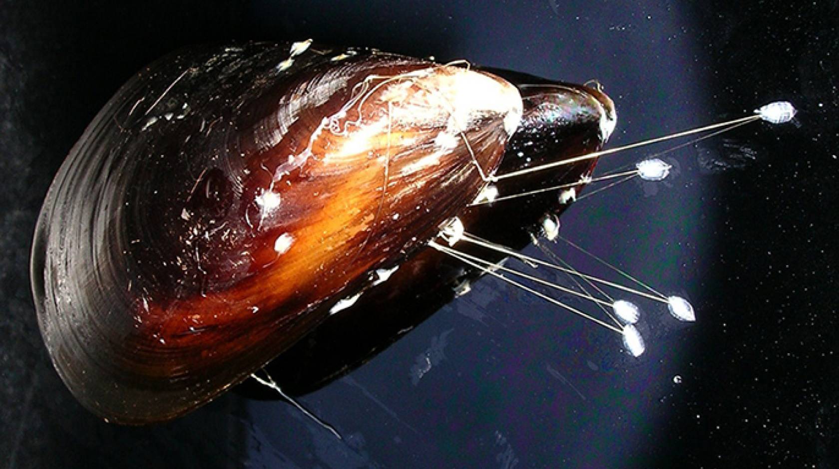 A mussel lays down byssal threads to anchor itself to rocks in pounding surf. UC Berkeley bioengineer Philip Messersmith synthesized the bivalve’s tough glue in hopes of using it to close surgical incisions.