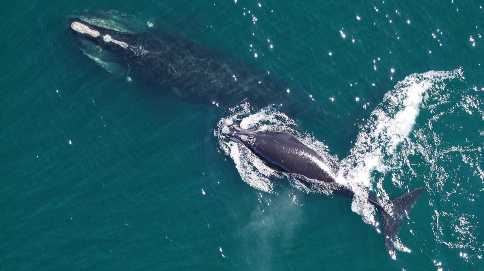 A North Atlantic right whale and her calf seen from a drone in the ocean