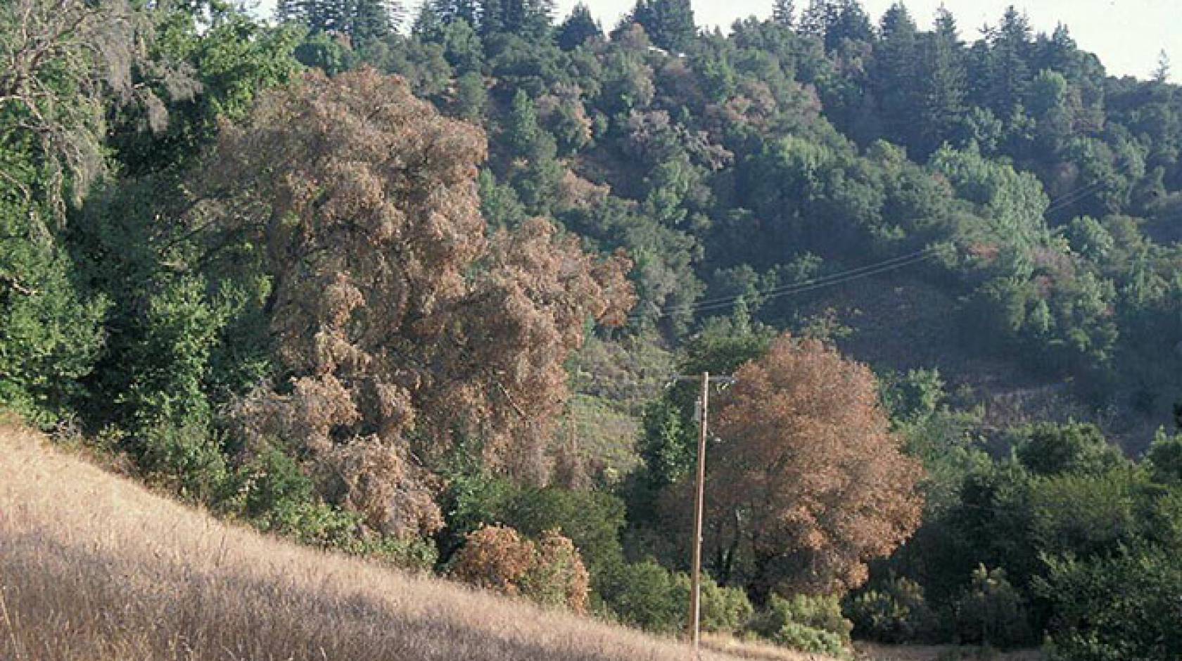 Trees killed by sudden oak death