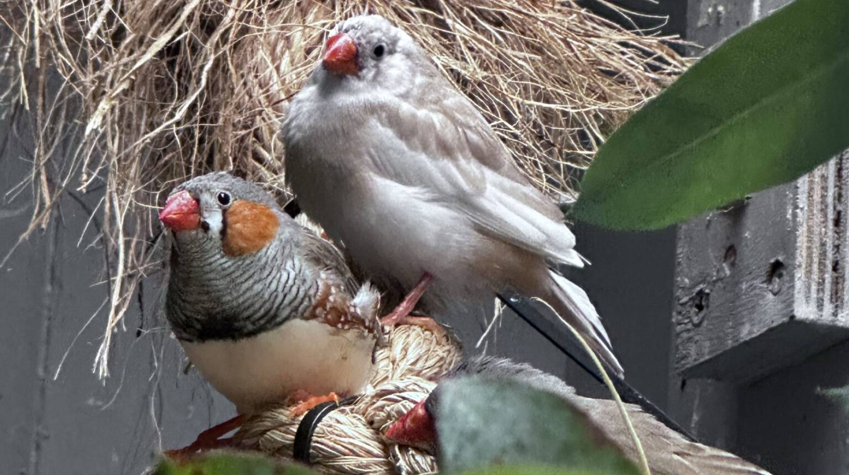 2 zebra finches, with white bellies, gray backs and orange cheeks, sit close together on a nest in a box.