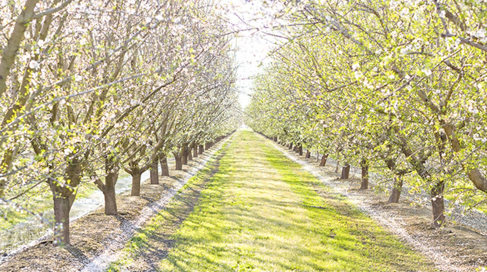 Almond trees