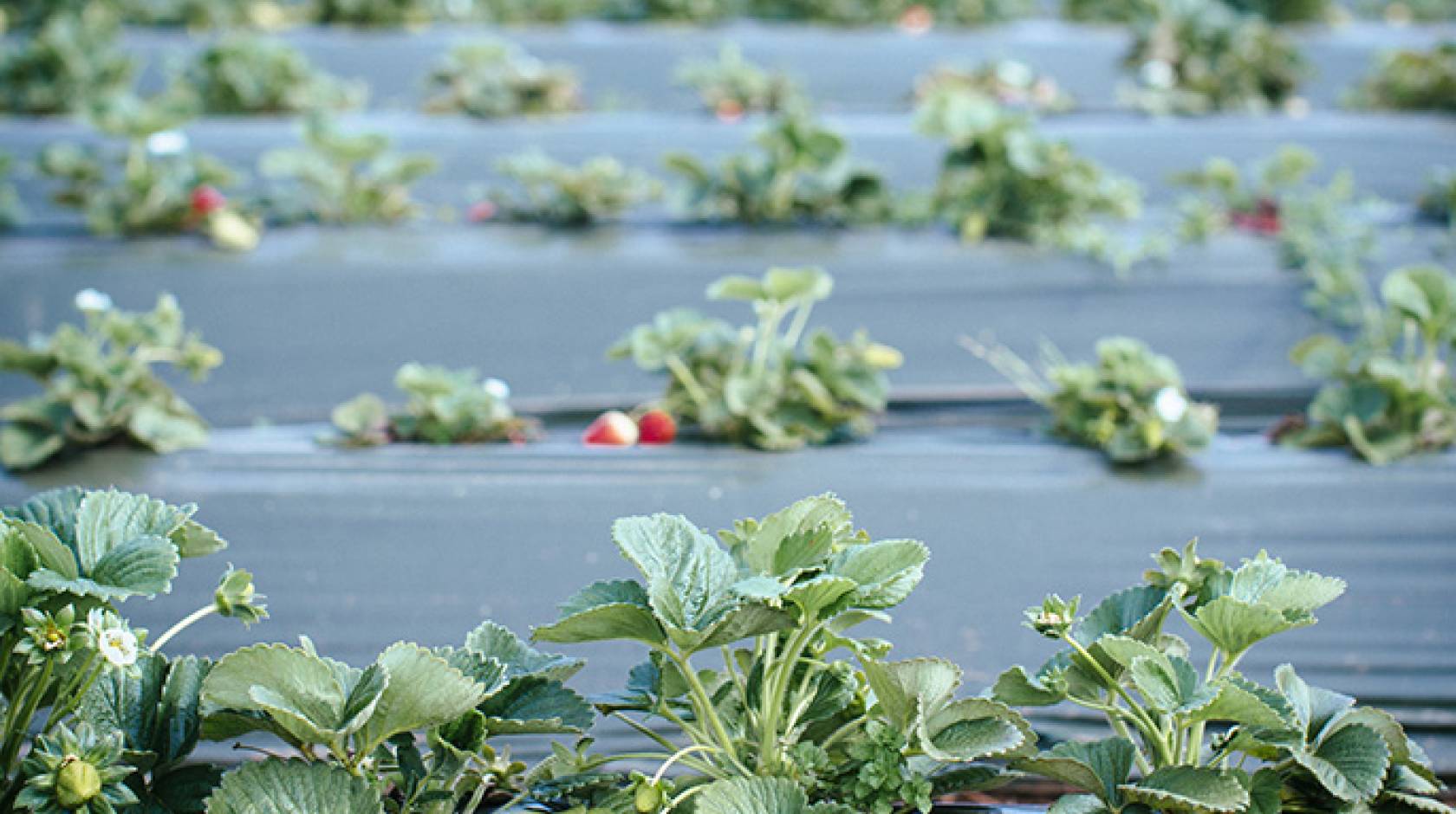 Strawberries at UC Santa Cruz