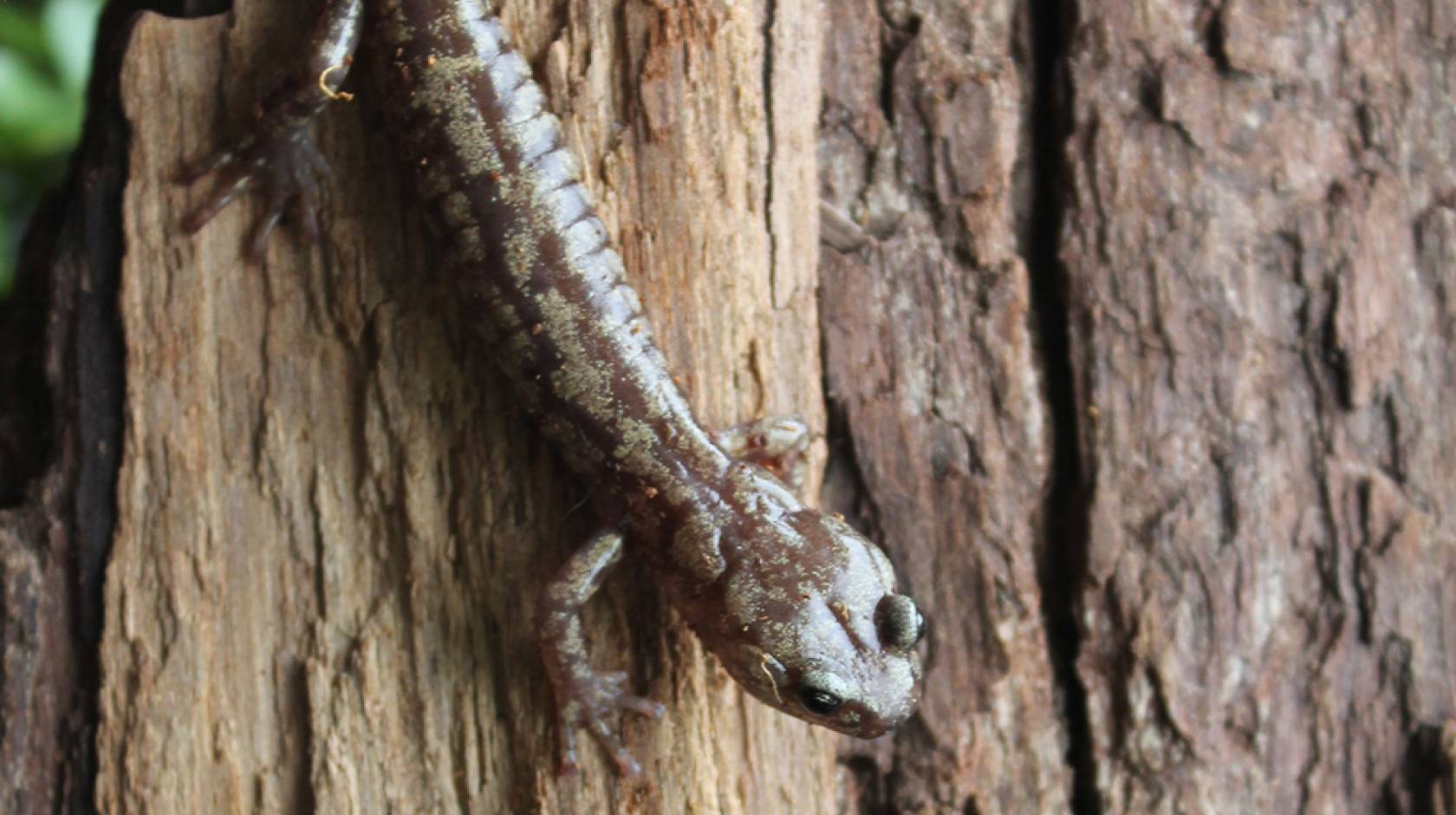 A wandering salamander on a tree