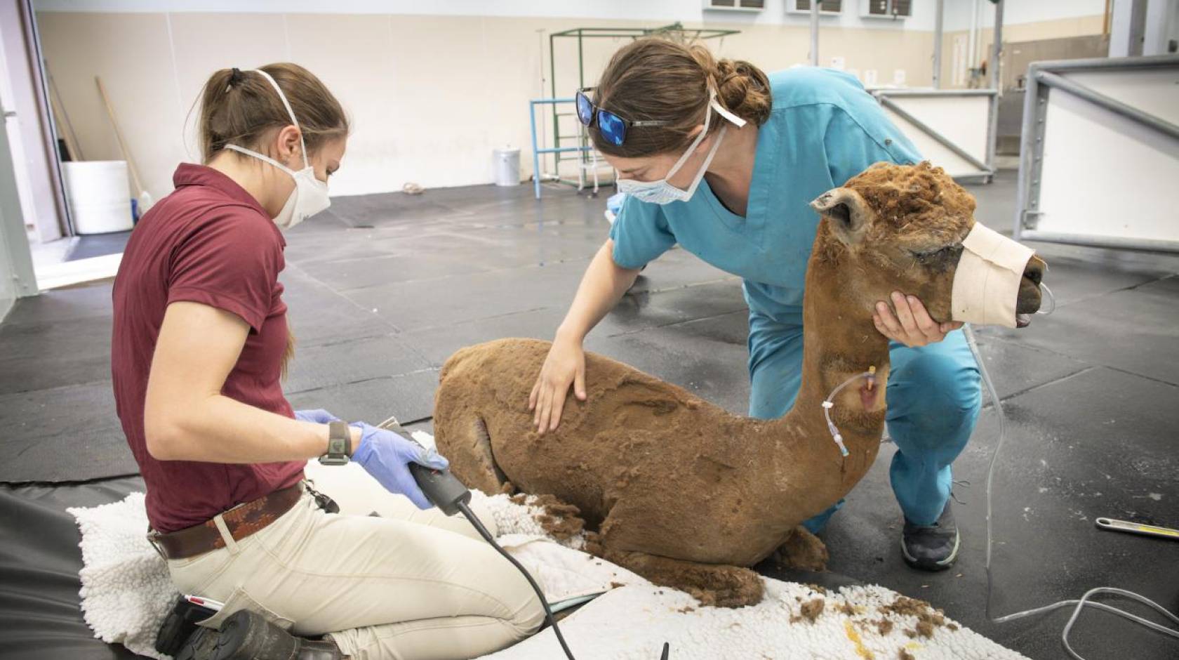 Two women in scrubs administer care while shaving an alpaca after a wildfire