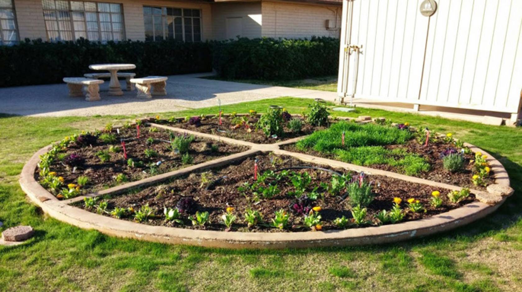 The newly planted pizza garden at the UC Desert Research and Extension Center in Holtville.