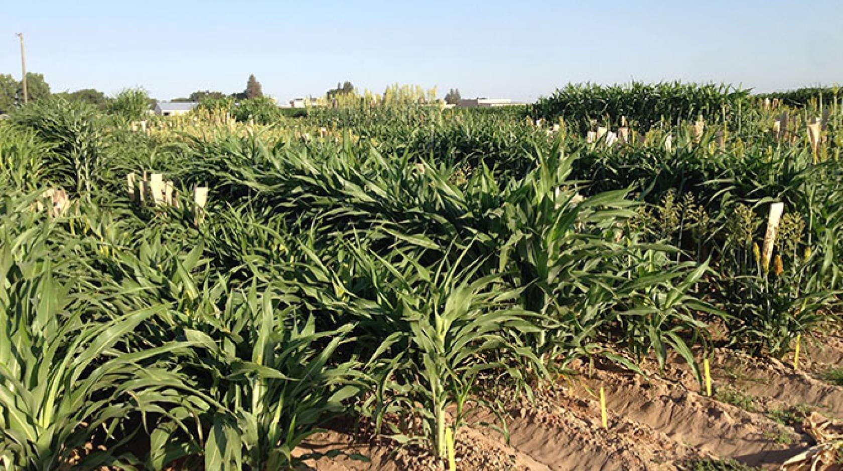 Sorghum field