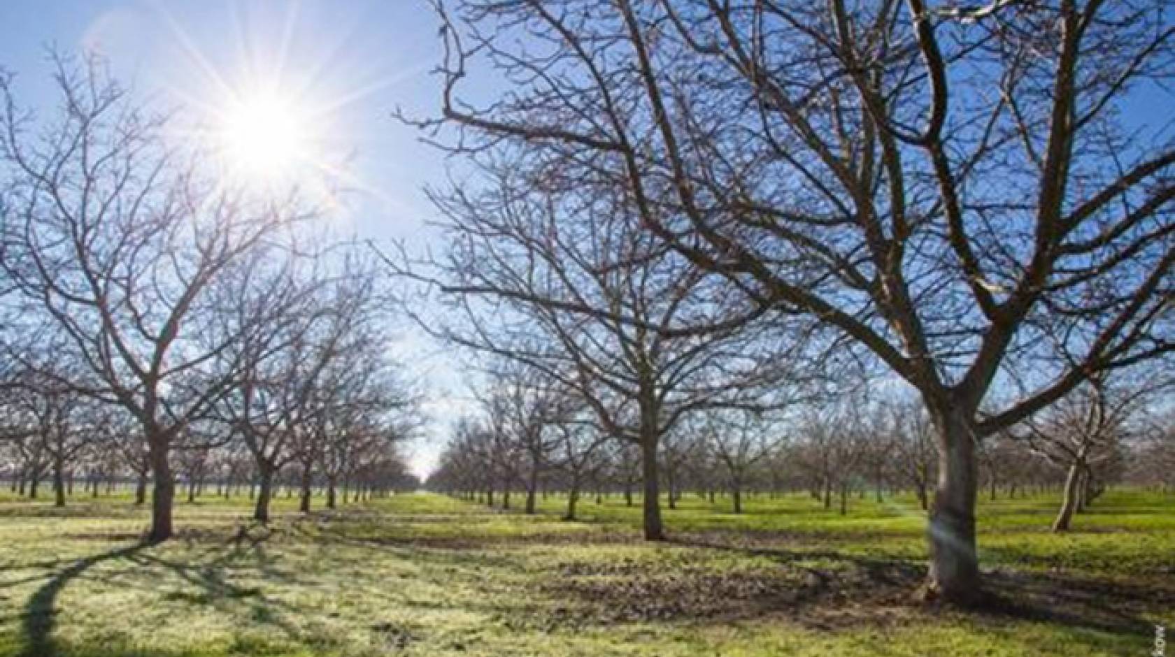 If the current trend of warmer winters continues in Yolo County, chill hours may be insufficient for many walnut varieties by the year 2100.