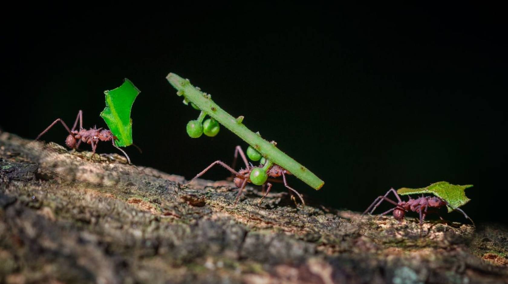 Three ants carrying green leaves and sticks along sloped dirt with a dark background