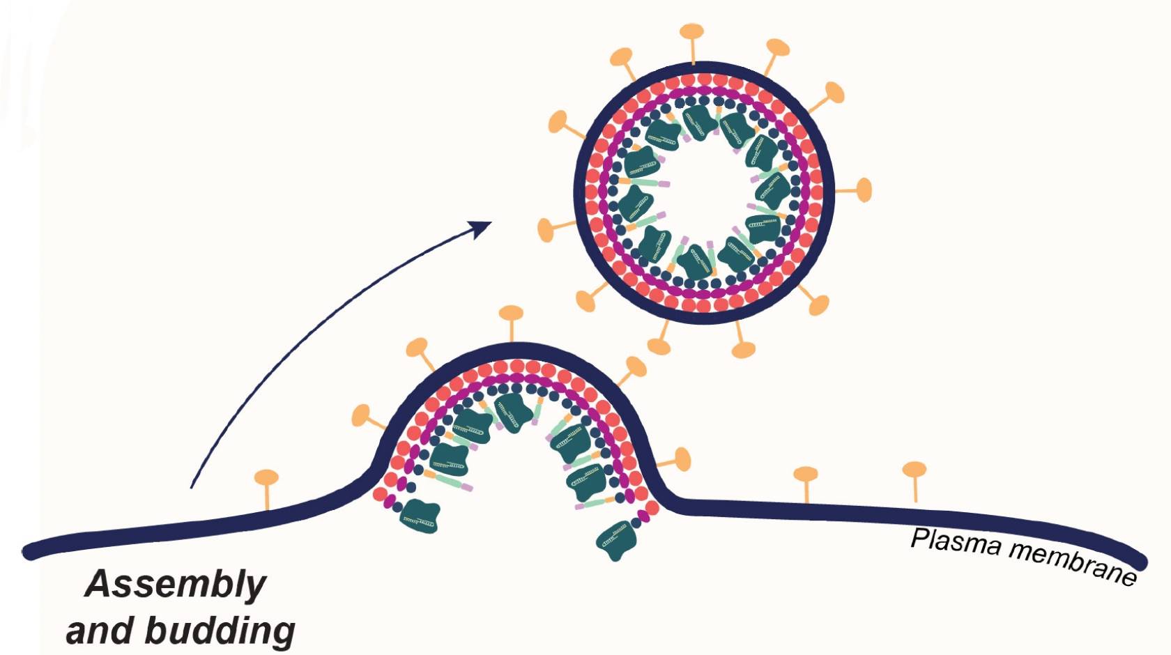 A diagram showing enveloped viruses budding from a cell wall