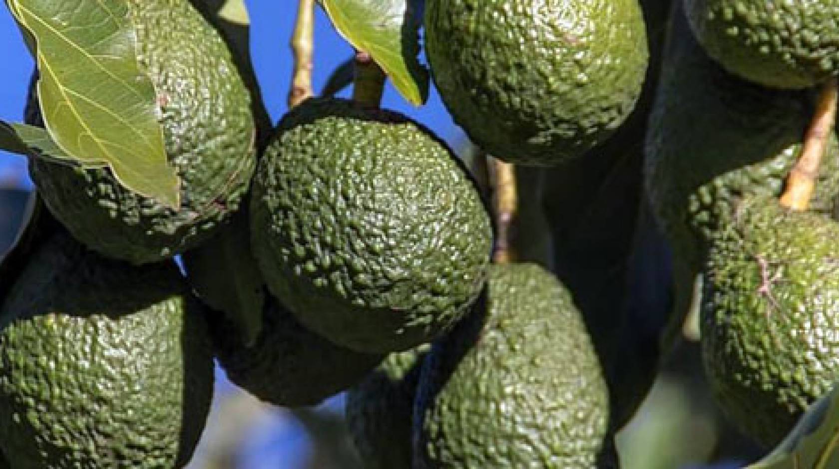 Healthy avocados on a tree