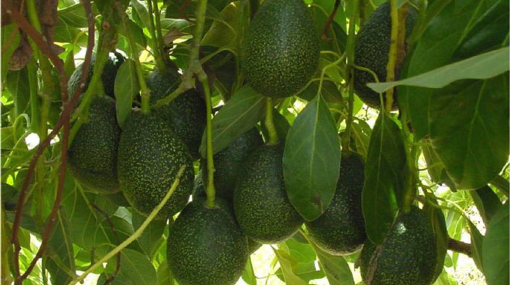 UC Riverside avocados