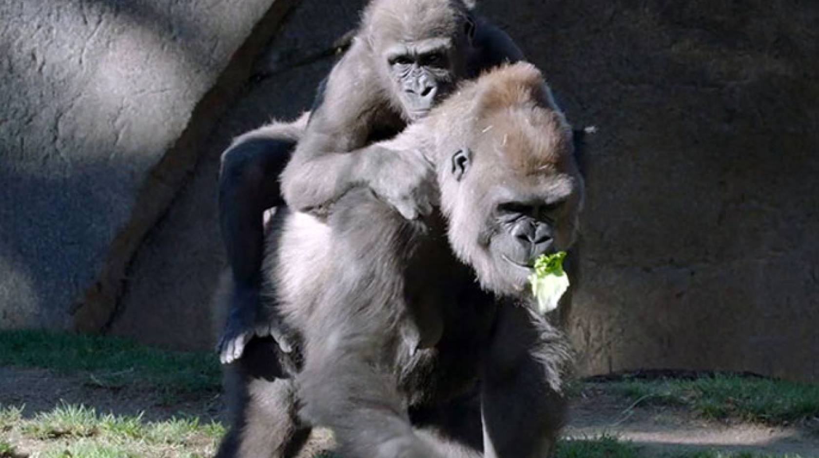 Leslie the gorilla with her mom