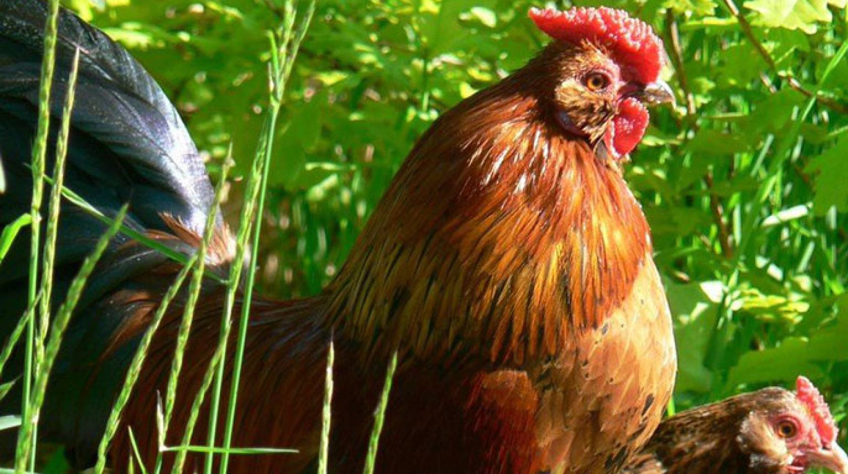 UC Riverside backyard chicken