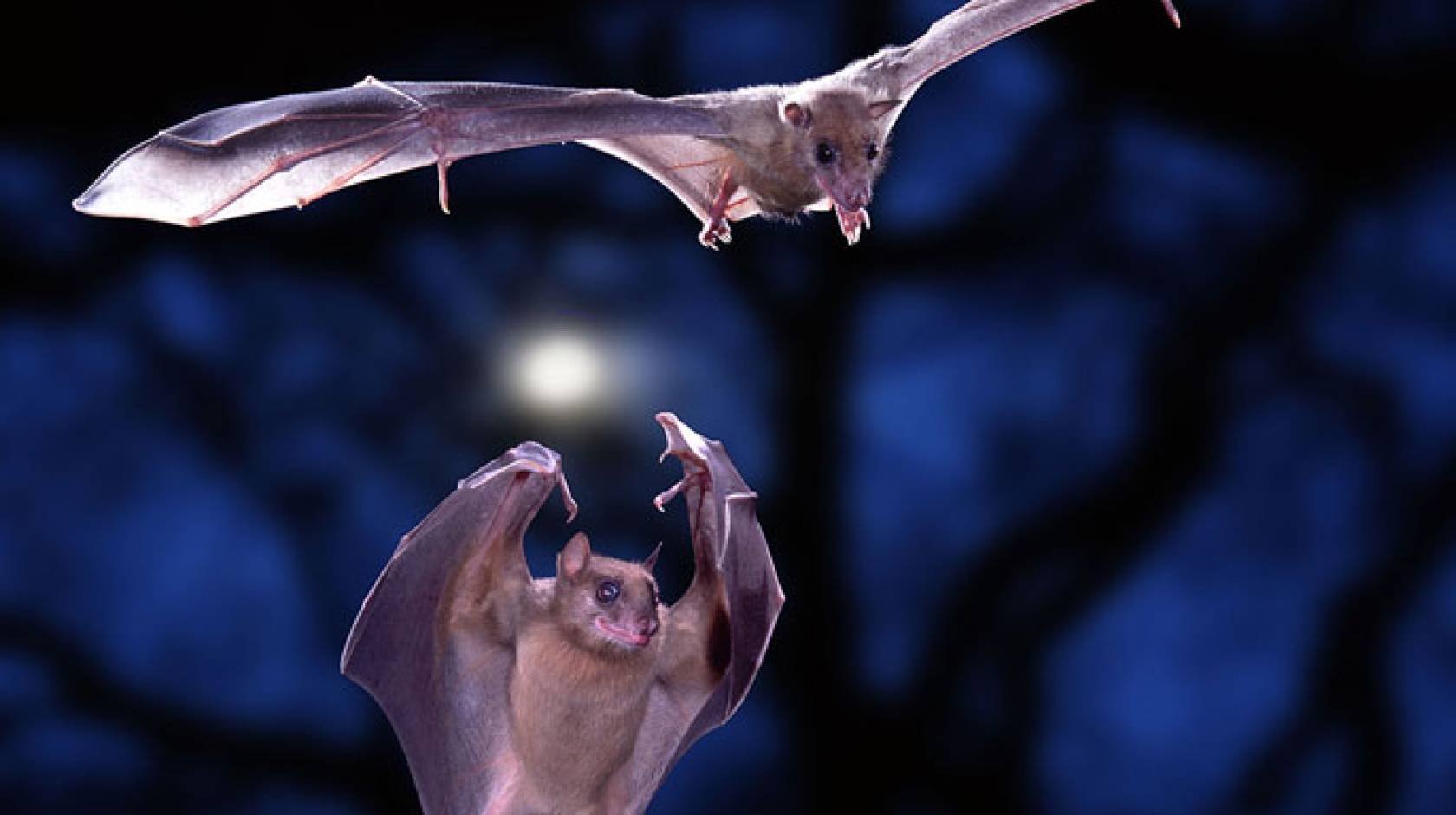 Two bats flying together