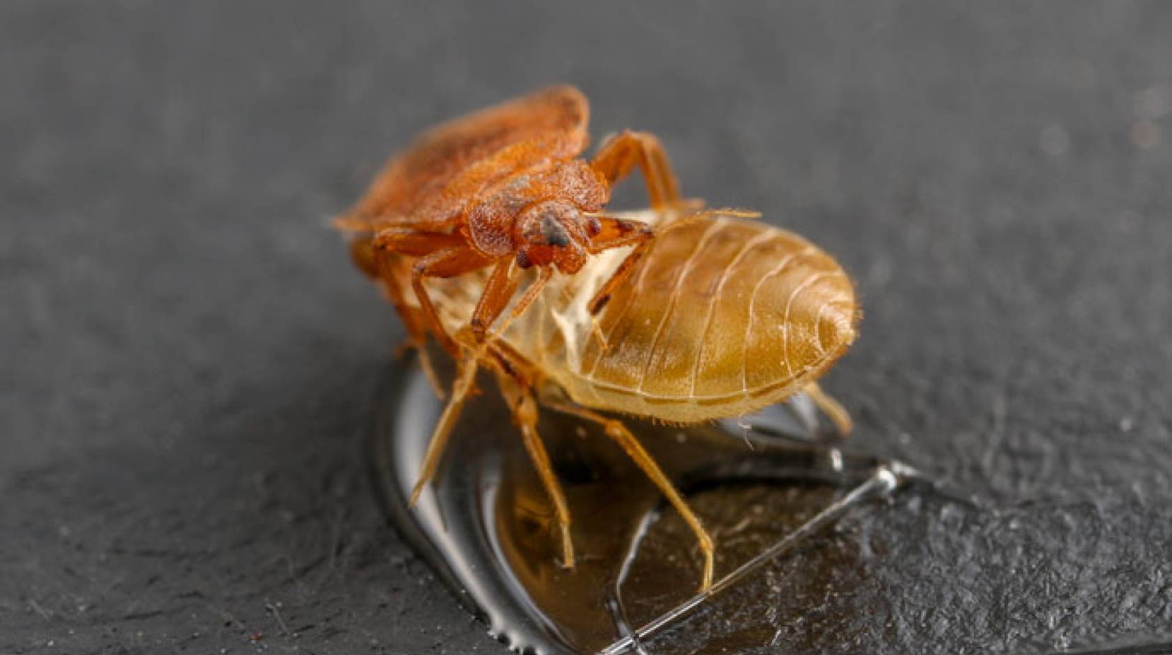 Bedbug UC Riverside