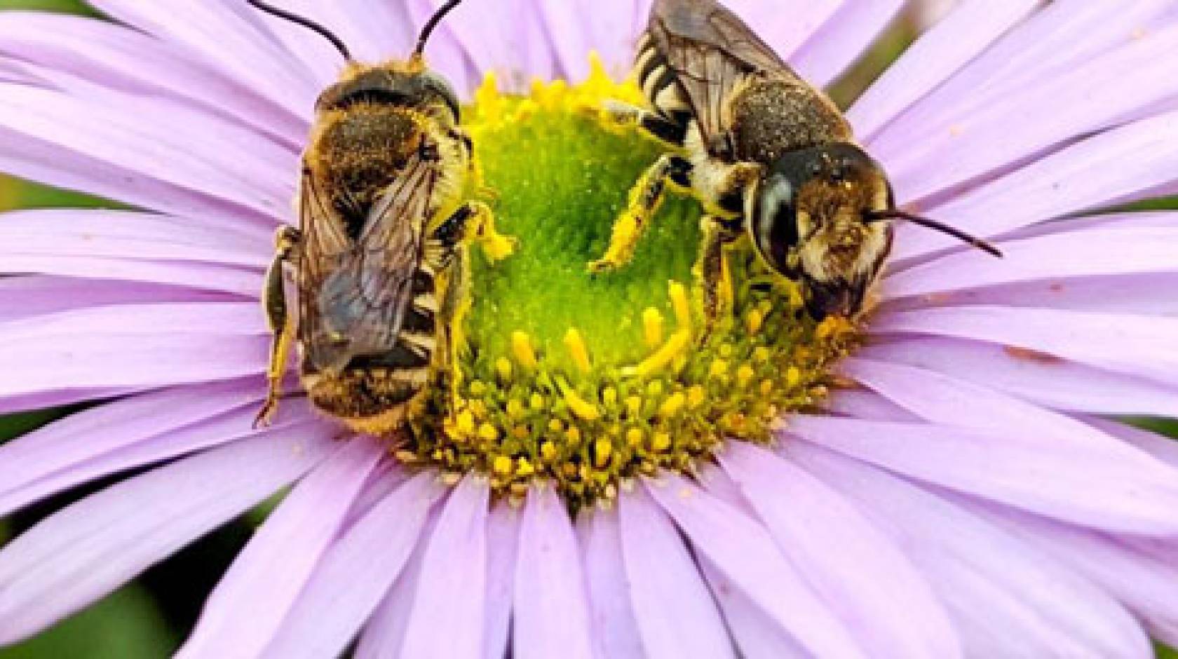 Bees on a flower