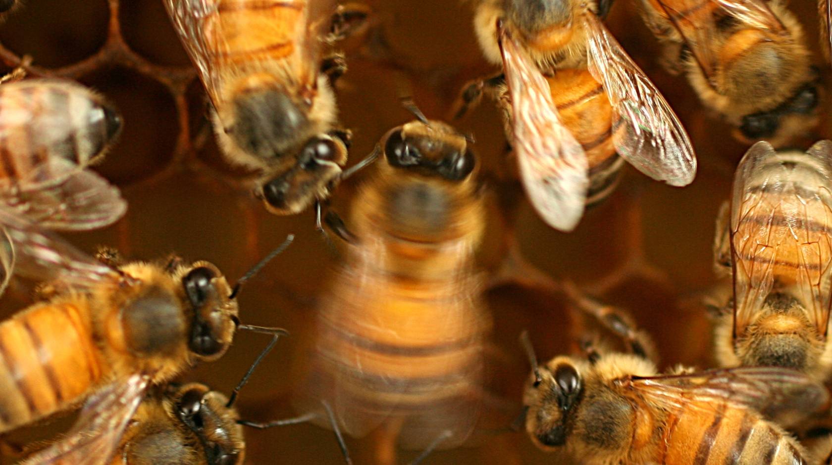 Honey bees in a hive viewed from above