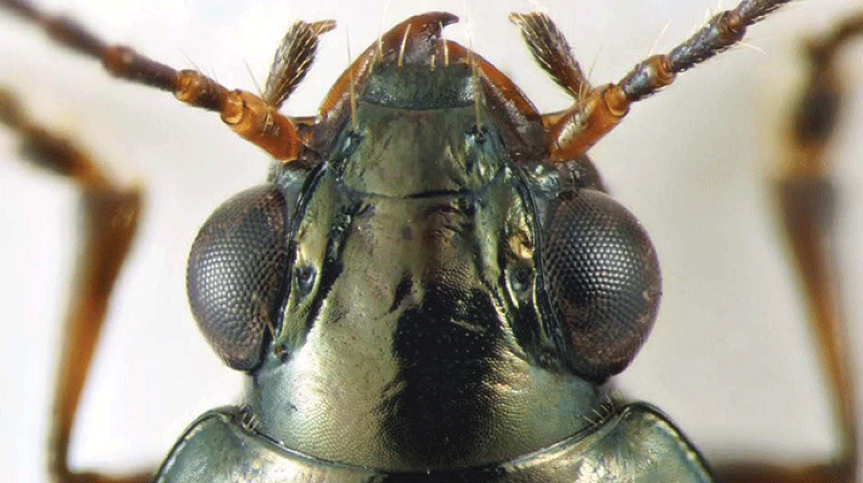 Bembidion brownorum beetle head