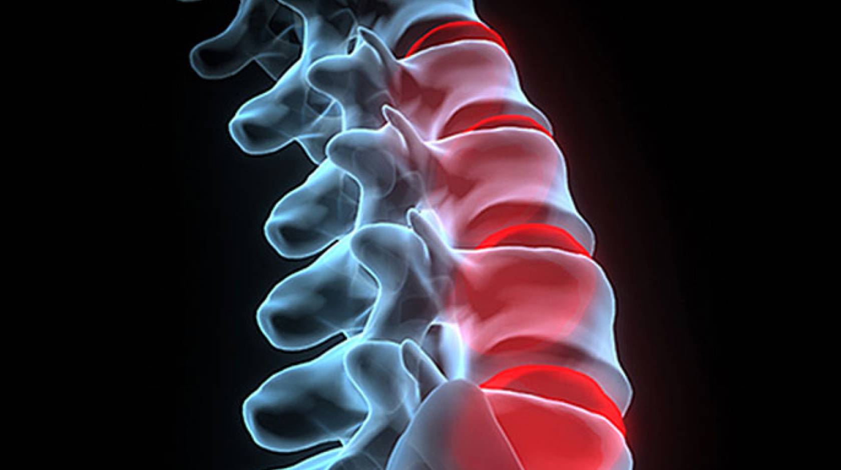 human spine