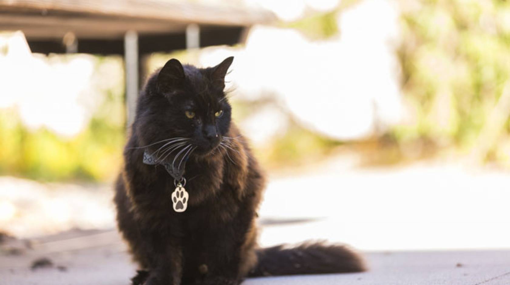 Big Boy the cat sitting outside