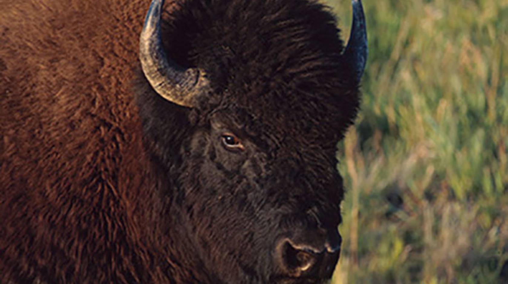 UC Santa Cruz bison fossils