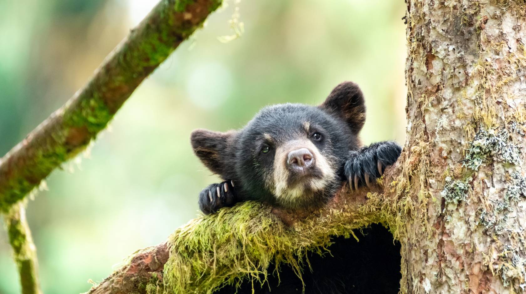 Black bear cub peering over tree branch