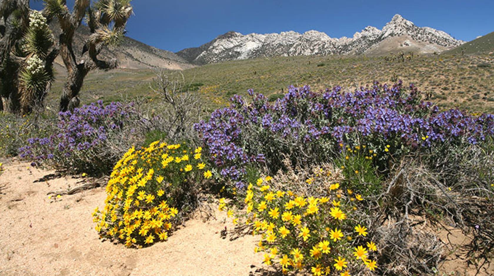 wildflowers at Owens Peak