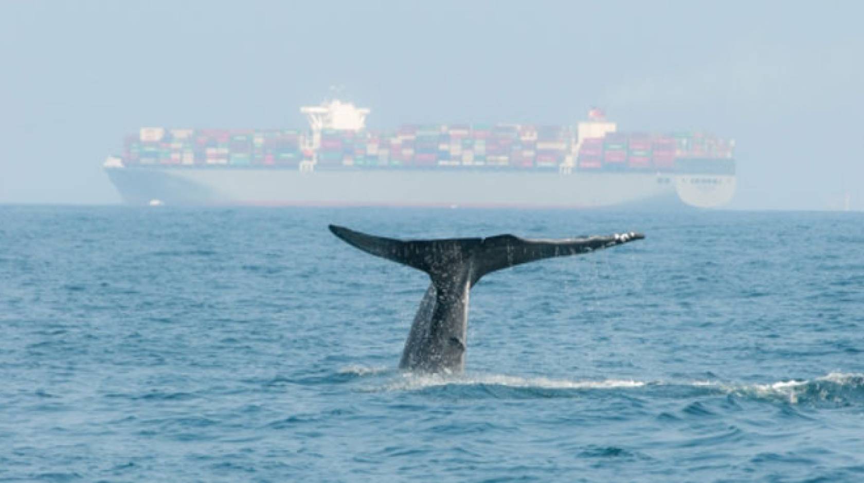 UC Santa Barbara blue whale cargo ship